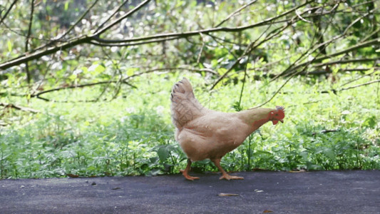养殖鸡土鸡觅食GIF高清图片