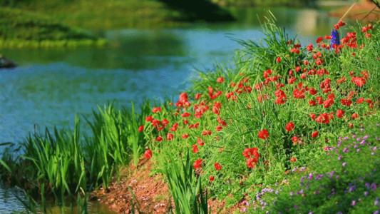 花草结合草春天绿色花草湖水多镜头GIF高清图片