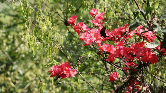 植物丛中野生映山红GIF高清图片