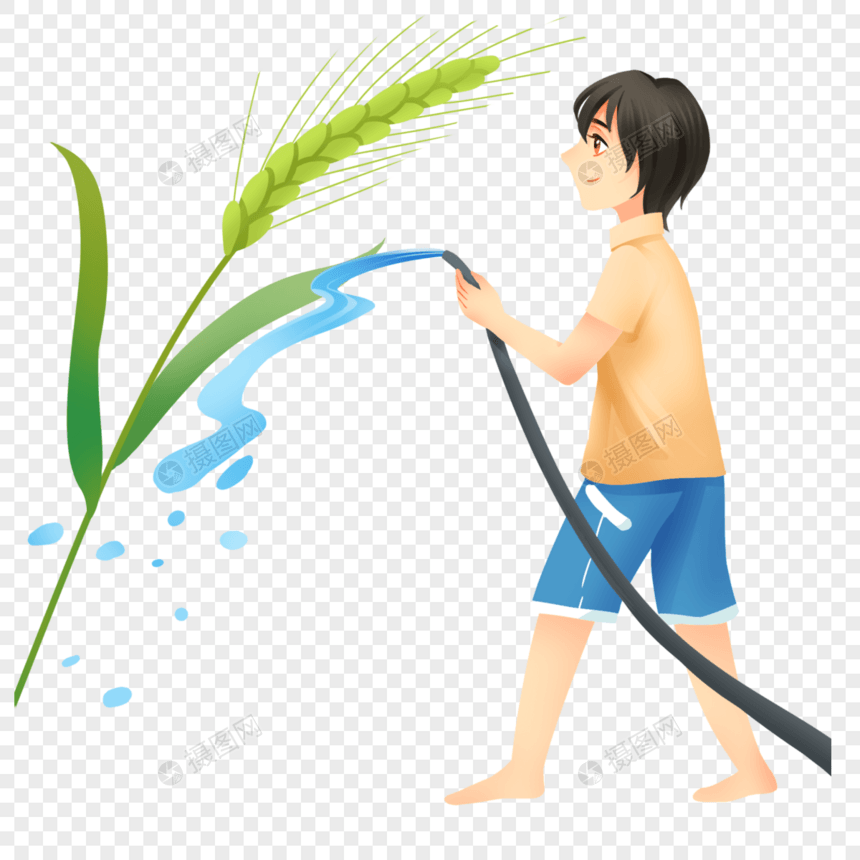 灌溉小麦图片