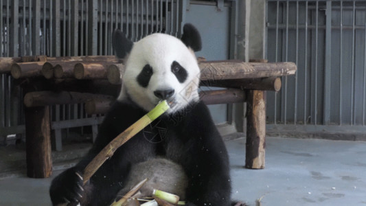 澳洲动物园动物园大熊猫 吃竹子gif高清图片