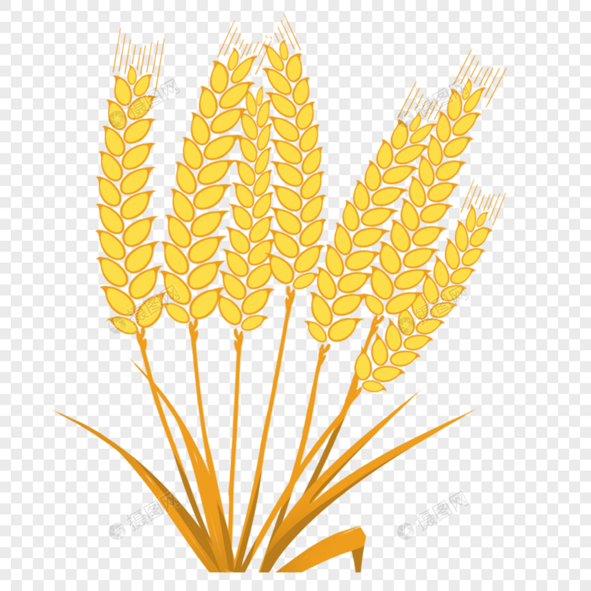 立秋秋季麦穗PNG图片