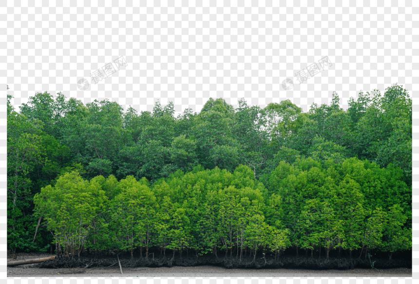马来西亚兰卡威红树林风景图片