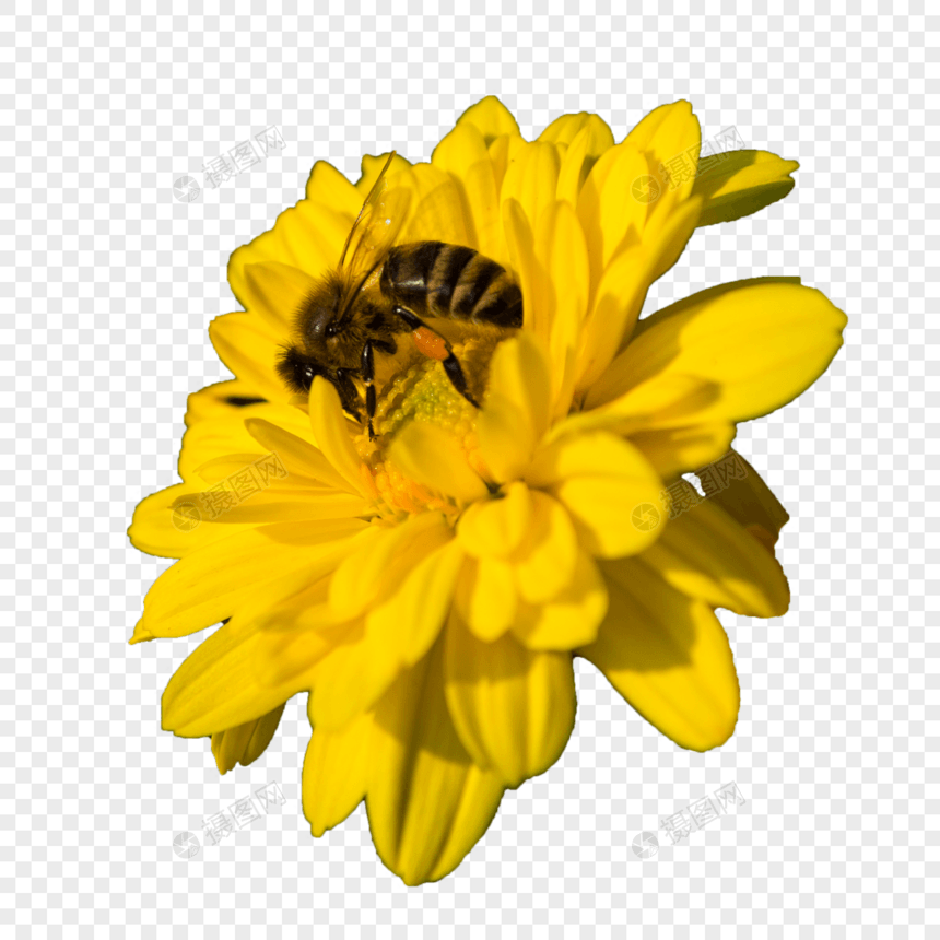 昆虫蜜蜂和小黄菊花图片