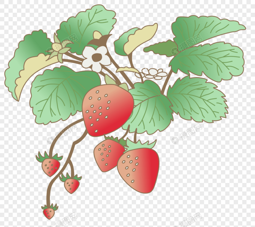 草莓1图片