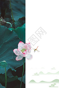 白色荷花蜻蜓文艺清新背景设计图片
