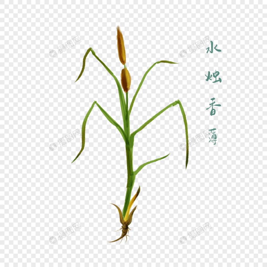 创意草药水烛香薄插图图片