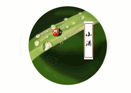 绿色水滴水珠二十四节气之小满-七星瓢虫gif高清图片