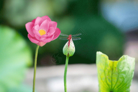 一朵粉色莲花荷花蜻蜓gif动图高清图片