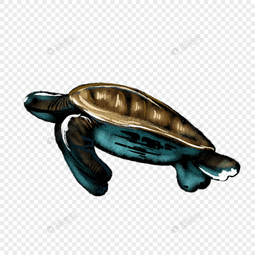 卡通海龟动物插图图片