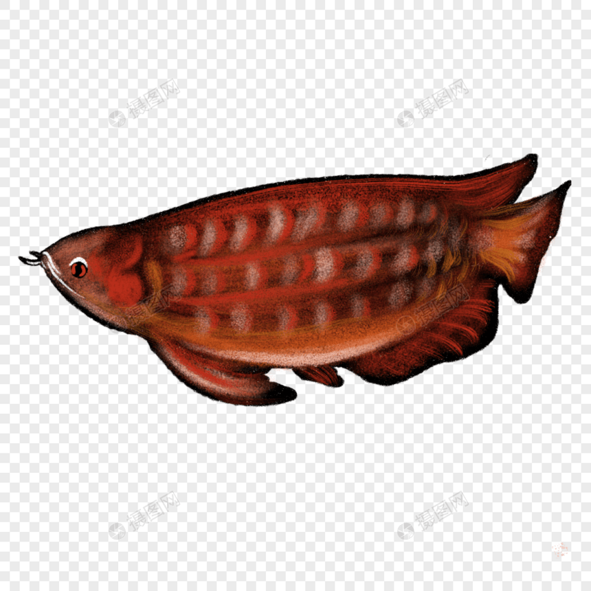 卡通金龙鱼动物插图图片