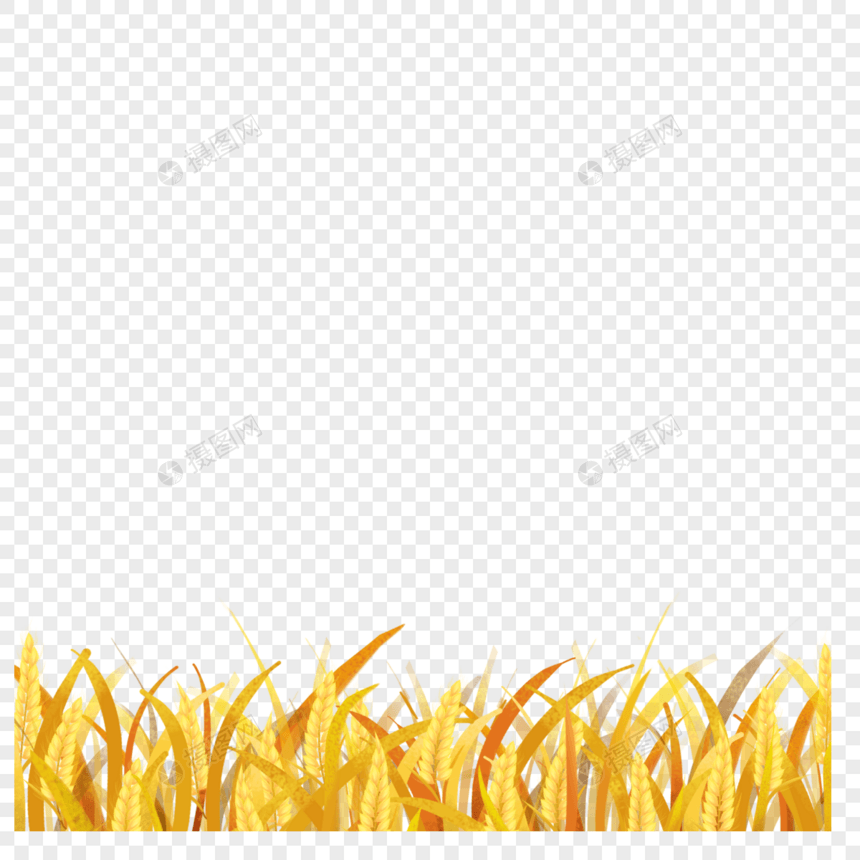 芒种手绘成熟稻子图片
