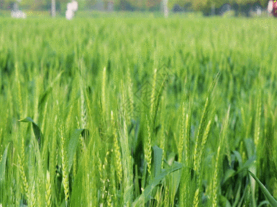 农民小麦GIF图片