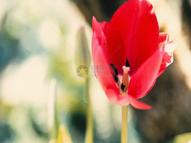 郁金香花朵GIF图片