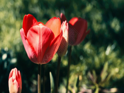 微观状态郁金香花朵GIF高清图片