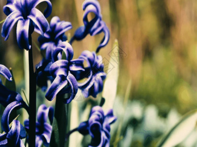 紫色漏斗菜花朵美丽鲜花 GIF高清图片