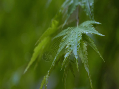 雨天里叶子绿色植物素材GIF高清图片