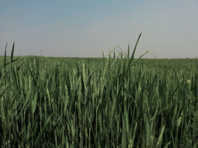 农作物麦穗GIF图片