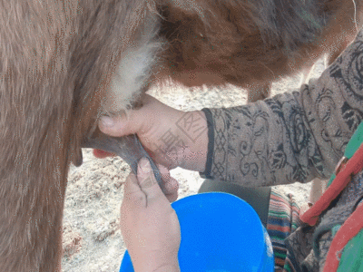 新疆牧区牧民生活挤奶奶牛GIF图片
