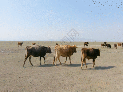 新疆牧区生产生活牲畜草原GIF图片