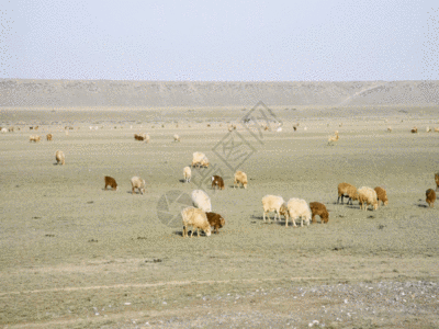 新疆牧业草原牛羊牲畜GIF图片