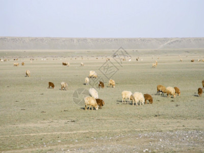 草原上黄牛新疆牧业草原牛羊牲畜GIF高清图片