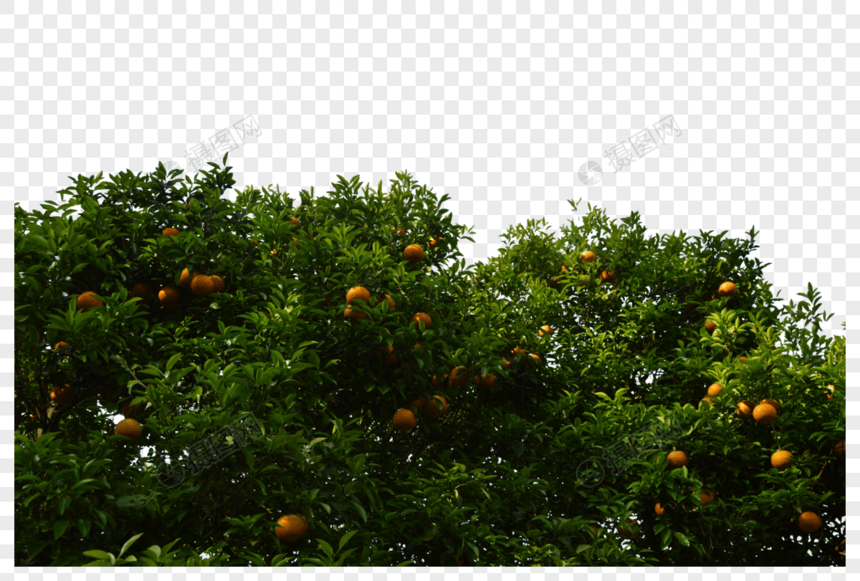 韩国济州岛特产柑橘和柑橘树图片