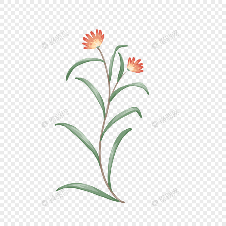 手绘花卉植物元素图片