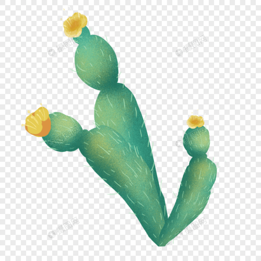 绿色肌理开花的仙人掌图片