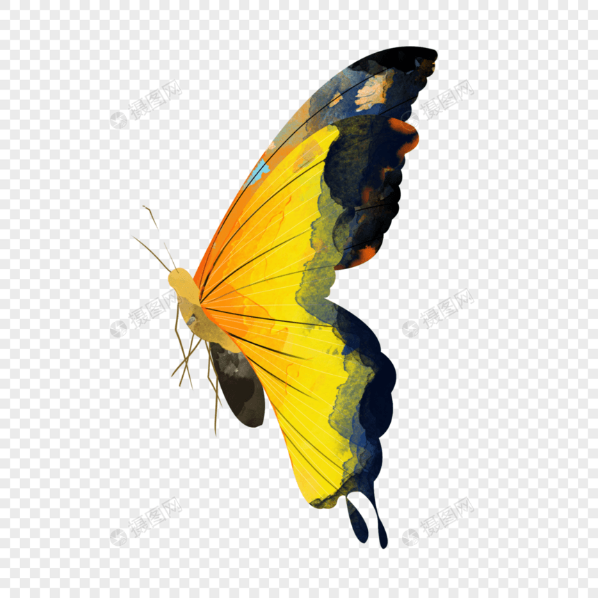 水彩动物蝴蝶黄色可爱插画元素手绘图片