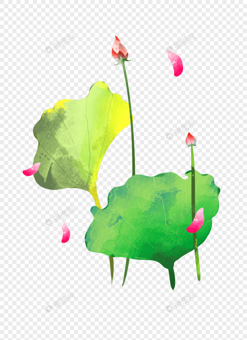 夏至荷花大片荷叶两个花苞插画元素手绘图片