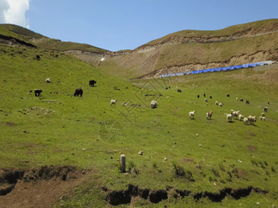 风吹草地见牛羊青海湖公路羊群GIF高清图片