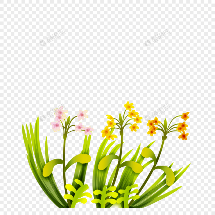 花卉图片