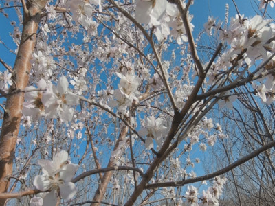 蓝底白花素材春季果树开花梨花素材背景GIF高清图片
