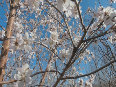 ps素材梨花春季果树开花梨花素材背景GIF高清图片