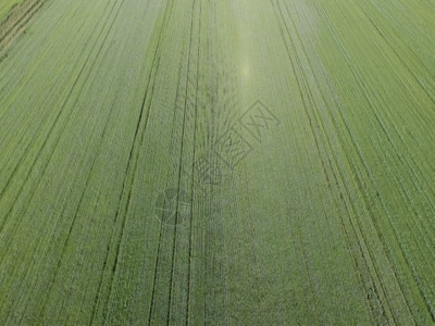 亚麻面料亚麻种植高清航拍GIF高清图片