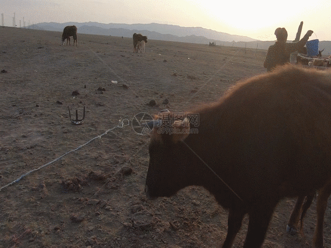 新疆牧区牧民放牧生活GIF图片