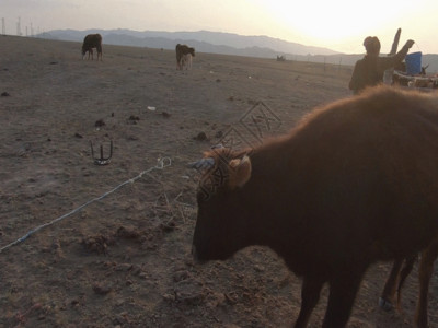 吃草的牛新疆牧区牧民放牧生活GIF高清图片