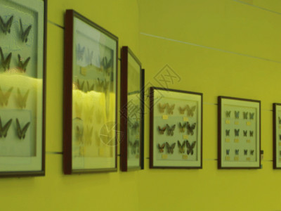 梵蒂冈博物馆蝴蝶标本GIF高清图片