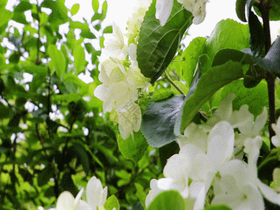 蝴蝶花GIF图片