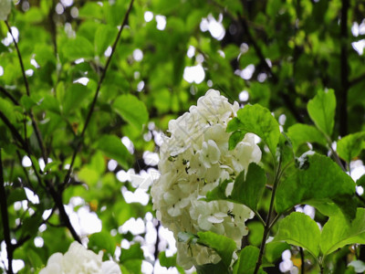 白蝴蝶花一簇簇花朵GIF高清图片