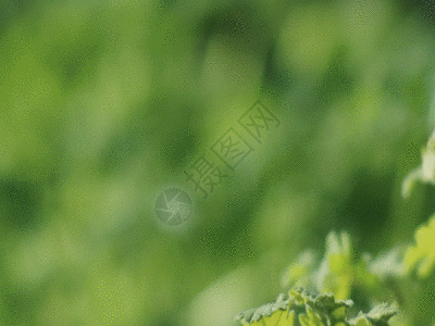 植物空镜集合集锦GIF图片