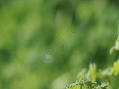 野花野草植物空镜集合集锦GIF高清图片