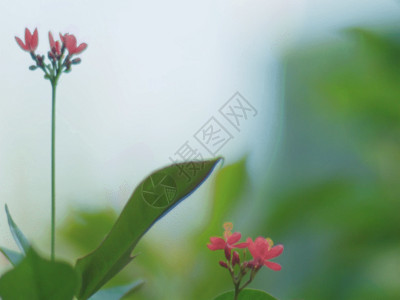 一朵红色的小花花丛GIF高清图片