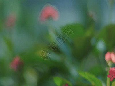 粉红色小花植物空镜集合集锦GIF高清图片