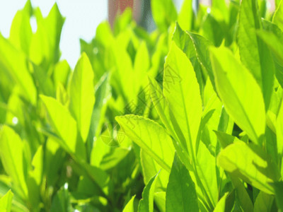 光合作用被风吹动的树叶GIF高清图片