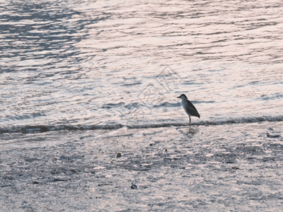 海边的海鸟GIF图片