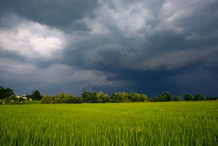 绿油油的稻田风起云涌gif动图高清图片