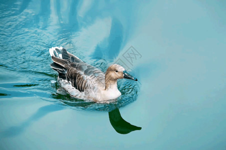 白色炫丽光圈水上游的鸭子gif高清图片