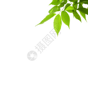 马齿苋枝叶绿色树叶gif高清图片